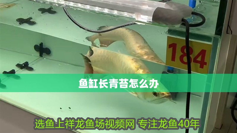 魚缸長青苔怎么辦