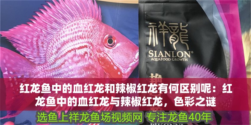 紅龍魚中的血紅龍和辣椒紅龍有何區別呢：紅龍魚中的血紅龍與辣椒紅龍，色彩之謎