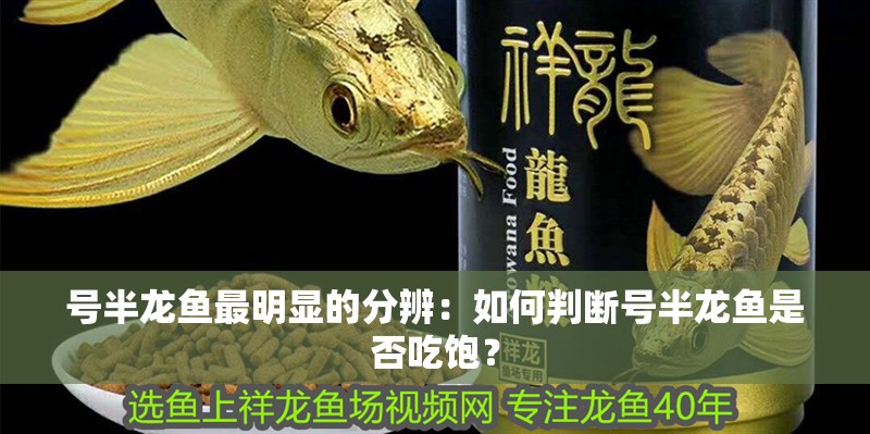 號半龍魚最明顯的分辨：如何判斷號半龍魚是否吃飽？ 號半龍魚最明顯的分辨：如何判斷號半龍魚是否吃飽？ 水族問答