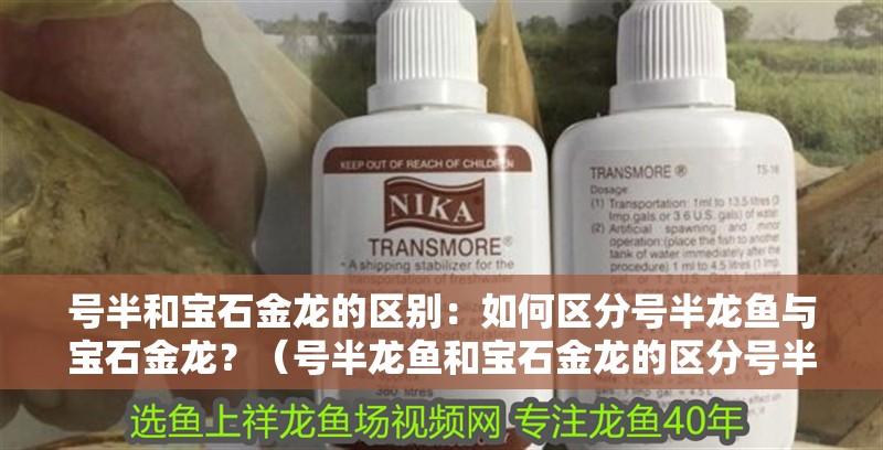 號半和寶石金龍的區(qū)別：如何區(qū)分號半龍魚與寶石金龍？（號半龍魚和寶石金龍的區(qū)分號半龍魚和寶石金龍有什么區(qū)別）