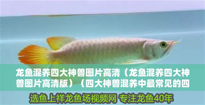 魚缸造景先放沙還是先放水(魚缸造景先鋪沙還是先放石頭) 龍魚混養四大神獸圖片高清(龍魚混養四大神獸圖片高清版)(四大神獸混養中最常見的四大神獸,花羅漢、金魚、錦鯉) 觀賞魚百科 龍魚混養四大神獸圖片高清(龍魚混養四大神獸圖片高清版)(四大神獸混養中最常見的四大神獸,花羅漢、金魚、錦鯉) 龍魚混養四大神獸圖片高清(龍魚混養四大神獸圖片高清版)(四大神獸混養中最常見的四大神獸,花羅漢、金魚、錦鯉) 觀賞魚百科