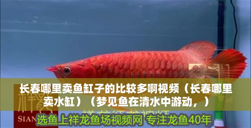 長(zhǎng)春哪里賣魚缸子的比較多啊視頻（長(zhǎng)春哪里賣水缸）（夢(mèng)見魚在<strong><mark>清水</mark></strong>中游動(dòng)，）