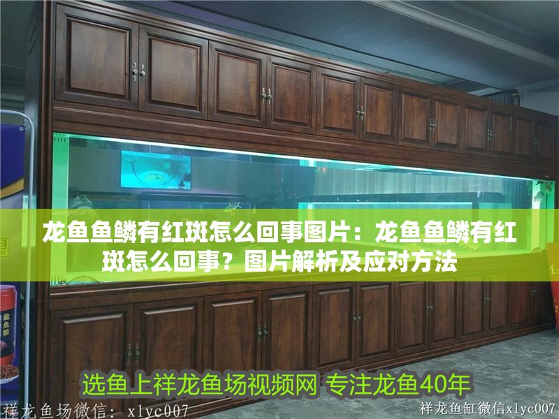 龍魚魚鱗有紅斑怎么回事圖片：龍魚魚鱗有紅斑怎么回事？圖片解析及應對方法