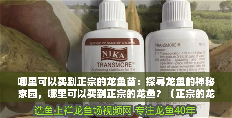 哪里可以買(mǎi)到正宗的龍魚(yú)苗：探尋龍魚(yú)的神秘家園，哪里可以買(mǎi)到正宗的龍魚(yú)？（正宗的龍魚(yú)苗在運(yùn)輸過(guò)程中可以買(mǎi)到正宗的龍魚(yú)苗嗎）