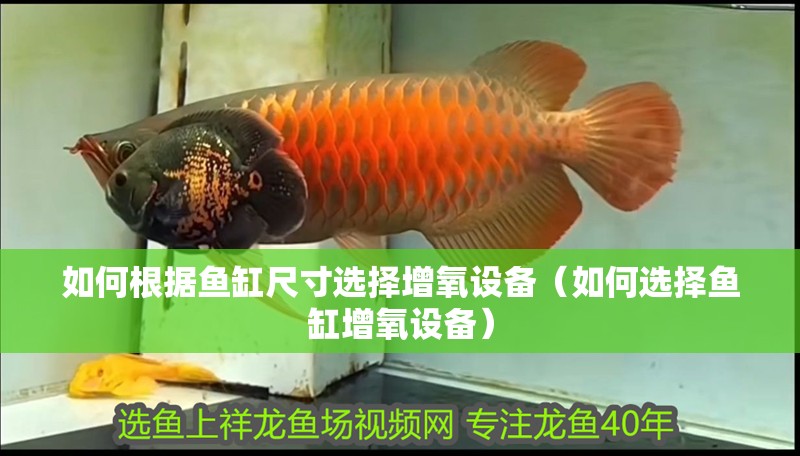 如何根據魚缸尺寸選擇增氧設備（如何選擇魚缸增氧設備）