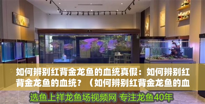 如何辨別紅背金龍魚的血統真假：如何辨別紅背金龍魚的血統？（如何辨別紅背金龍魚的血統）