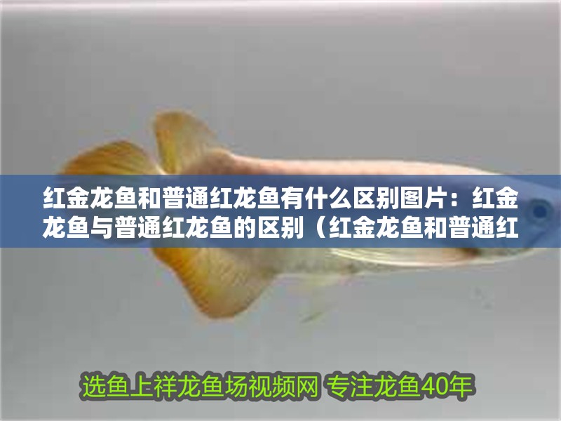 紅金龍魚和普通紅龍魚有什么區別圖片：紅金龍魚與普通紅龍魚的區別（紅金龍魚和普通紅龍魚在外觀上的主要區別在于鱗片的顏色和光澤）