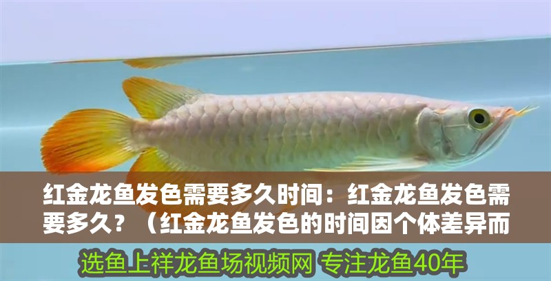 紅金龍魚發(fā)色需要多久時間：紅金龍魚發(fā)色需要多久？（紅金龍魚發(fā)色的時間因個體差異而異，養(yǎng)魚者需要了解）