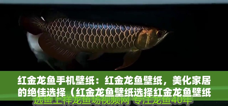 紅金龍魚手機(jī)壁紙：紅金龍魚壁紙，美化家居的絕佳選擇（紅金龍魚壁紙選擇紅金龍魚壁紙的注意事項(xiàng)和注意事項(xiàng)）