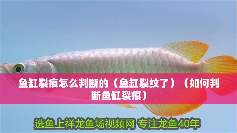 我的虎魚真菌感染了要怎么處理 魚缸裂痕怎么判斷的(魚缸裂紋了)(如何判斷魚缸裂痕) 觀賞魚百科 魚缸裂痕怎么判斷的(魚缸裂紋了)(如何判斷魚缸裂痕) 魚缸裂痕怎么判斷的(魚缸裂紋了)(如何判斷魚缸裂痕) 觀賞魚百科