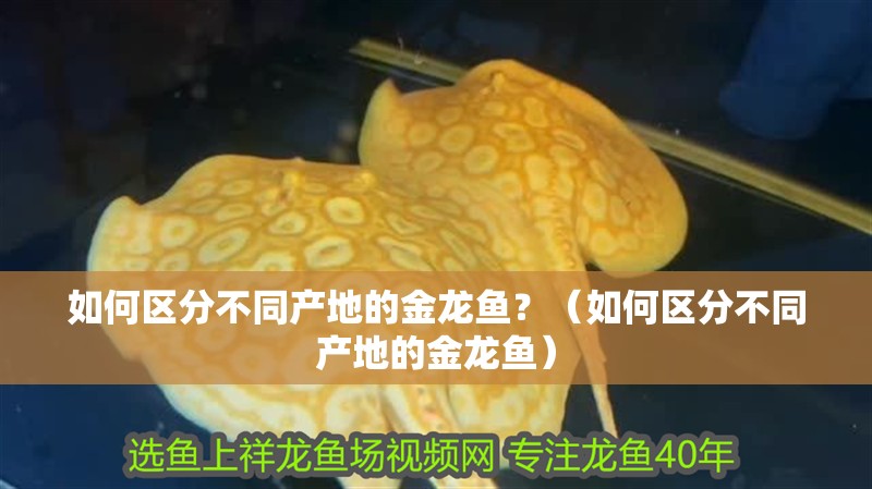 鸚鵡魚和銀龍魚混養怎樣喂食 如何區分不同產地的金龍魚?(如何區分不同產地的金龍魚) 龍魚百科 如何區分不同產地的金龍魚?(如何區分不同產地的金龍魚) 如何區分不同產地的金龍魚?(如何區分不同產地的金龍魚) 龍魚百科