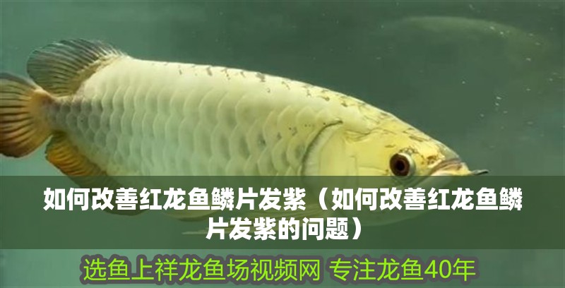 給大魚缸換水的作文:體驗給大魚缸換水的樂趣:體驗給大魚缸換水:給大魚缸換水的作文 如何改善紅龍魚鱗片發紫(如何改善紅龍魚鱗片發紫的問題) 龍魚百科 如何改善紅龍魚鱗片發紫(如何改善紅龍魚鱗片發紫的問題) 如何改善紅龍魚鱗片發紫(如何改善紅龍魚鱗片發紫的問題) 龍魚百科