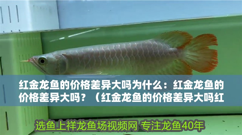 紅金龍魚的價格差異大嗎為什么：紅金龍魚的價格差異大嗎？（紅金龍魚的價格差異大嗎紅金龍魚的價格差異是否大） 紅金龍魚的價格差異大嗎為什么：紅金龍魚的價格差異大嗎？（紅金龍魚的價格差異大嗎紅金龍魚的價格差異是否大） 水族問答