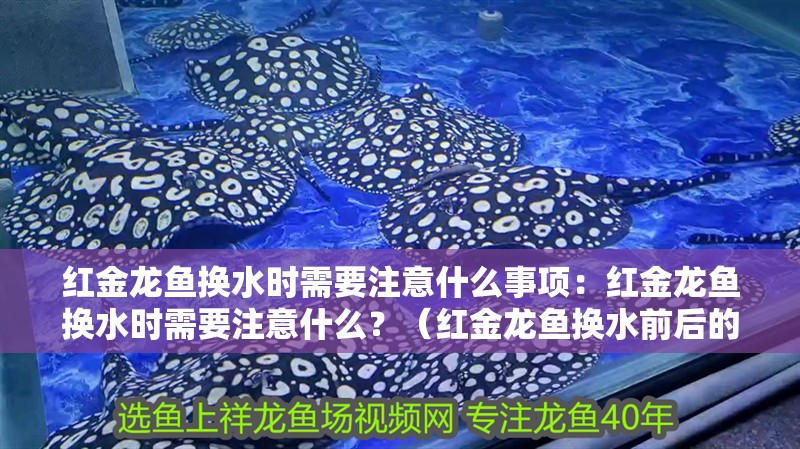 紅金龍魚換水時需要注意什么事項：紅金龍魚換水時需要注意什么？（紅金龍魚換水前后的注意事項）