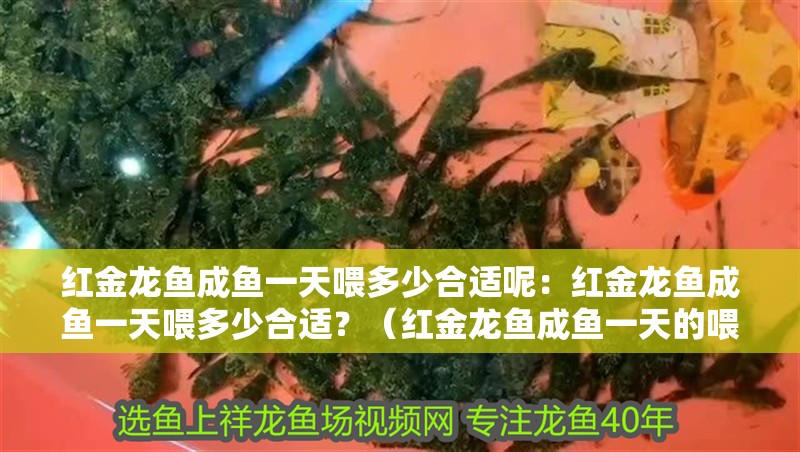 紅金龍魚成魚一天喂多少合適呢：紅金龍魚成魚一天喂多少合適？（紅金龍魚成魚一天的喂食量）