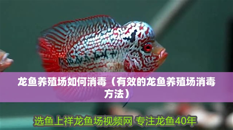 龍魚養(yǎng)殖場如何消毒（有效的龍魚養(yǎng)殖場消毒方法）