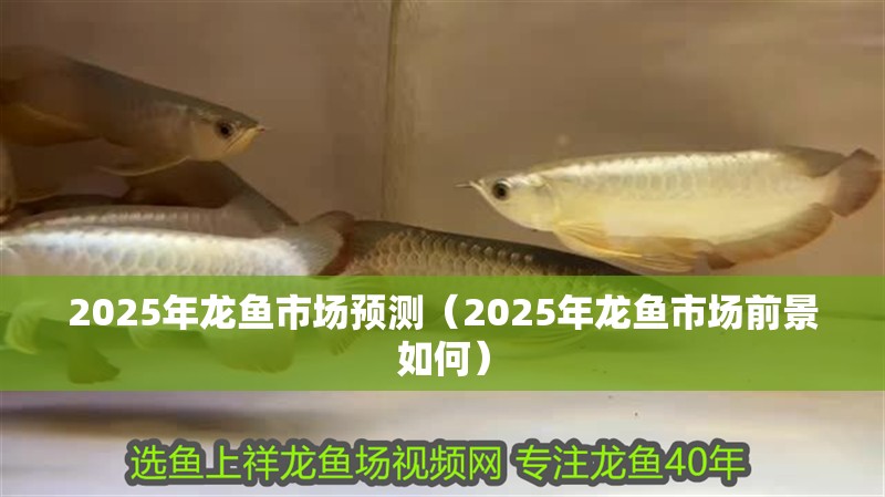 2025年龍魚市場預(yù)測（2025年龍魚市場前景如何）