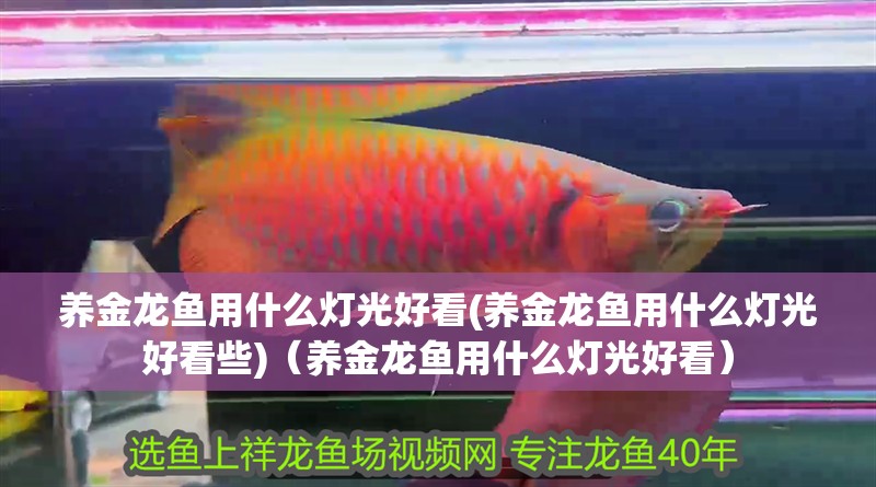 養金龍魚用什么燈光好看(養金龍魚用什么燈光好看些)（養金龍魚用什么燈光好看） 養金龍魚用什么燈光好看(養金龍魚用什么燈光好看些)（養金龍魚用什么燈光好看） 觀賞魚百科