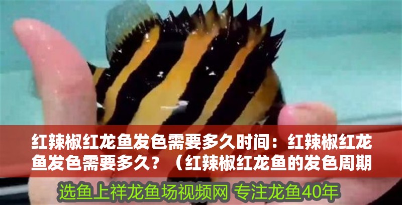 紅辣椒紅龍魚發(fā)色需要多久時(shí)間：紅辣椒紅龍魚發(fā)色需要多久？（紅辣椒紅龍魚的發(fā)色周期） 紅辣椒紅龍魚發(fā)色需要多久時(shí)間：紅辣椒紅龍魚發(fā)色需要多久？（紅辣椒紅龍魚的發(fā)色周期） 水族問答