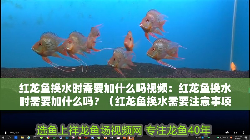 紅龍魚(yú)換水時(shí)需要加什么嗎視頻：紅龍魚(yú)換水時(shí)需要加什么嗎？（紅龍魚(yú)換水需要注意事項(xiàng)外，紅龍魚(yú)換水時(shí)需要加什么）