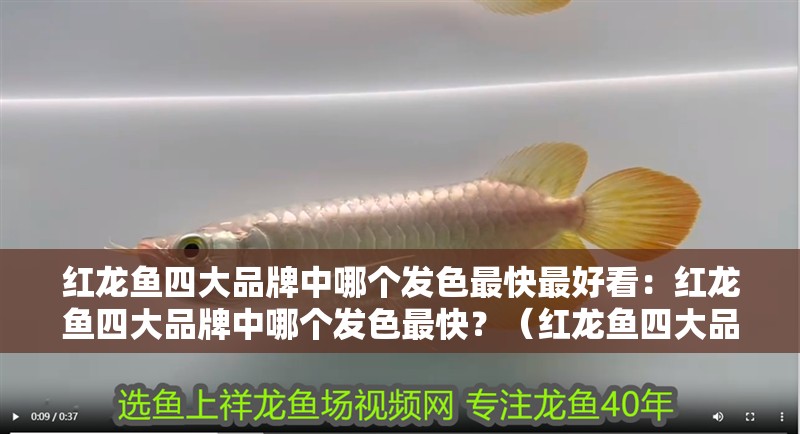 紅龍魚四大品牌中哪個發色最快最好看：紅龍魚四大品牌中哪個發色最快？（紅龍魚四大品牌中哪個品牌的紅龍魚發色最快）