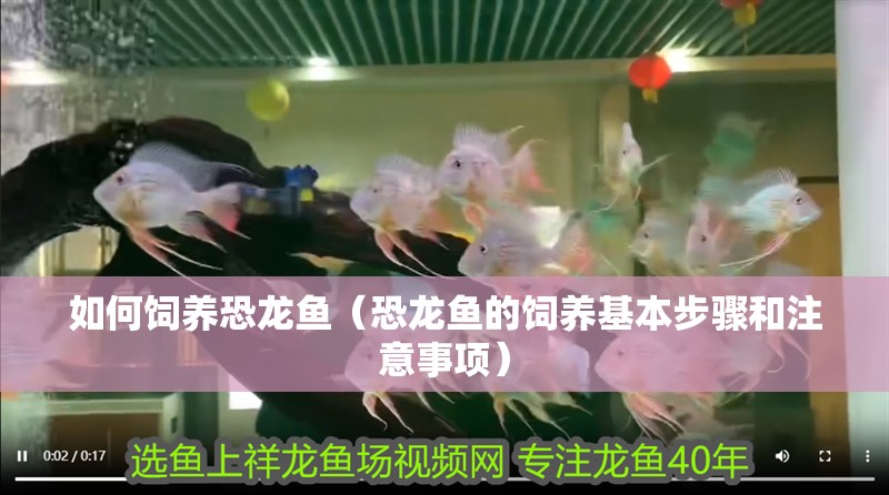 如何飼養恐龍魚（恐龍魚的飼養基本步驟和注意事項）