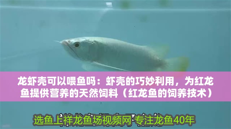 龍蝦殼可以喂魚嗎：蝦殼的巧妙利用，為紅龍魚提供營養的天然飼料（紅龍魚的飼養技術）