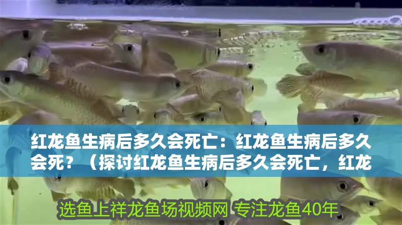 紅龍魚生病后多久會死亡：紅龍魚生病后多久會死？（探討紅龍魚生病后多久會死亡，紅龍魚生病后多久會死亡） 紅龍魚生病后多久會死亡：紅龍魚生病后多久會死？（探討紅龍魚生病后多久會死亡，紅龍魚生病后多久會死亡） 水族問答