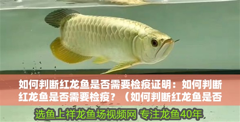 如何判斷紅龍魚是否需要檢疫證明：如何判斷紅龍魚是否需要檢疫？（如何判斷紅龍魚是否需要檢疫）