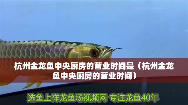 杭州金龍魚中央廚房的營業時間是（杭州金龍魚中央廚房的營業時間）