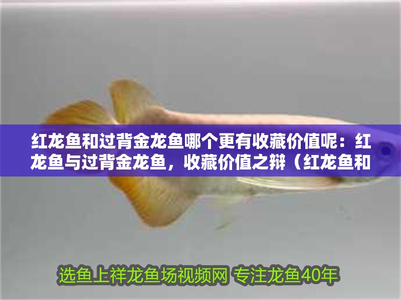 紅龍魚和過背金龍魚哪個更有收藏價值呢：紅龍魚與過背金龍魚，收藏價值之辯（紅龍魚和過背金龍魚的區別）