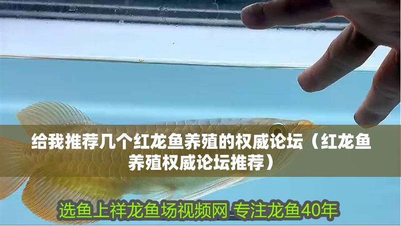 給我推薦幾個紅龍魚養殖的權威論壇（紅龍魚養殖權威論壇推薦）
