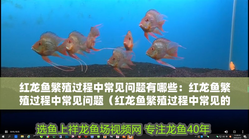 紅龍魚繁殖過程中常見問題有哪些：紅龍魚繁殖過程中常見問題（紅龍魚繁殖過程中常見的幾個問題及其解決方案及其解決方案）
