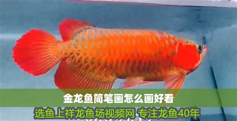 金龍魚簡筆畫怎么畫好看