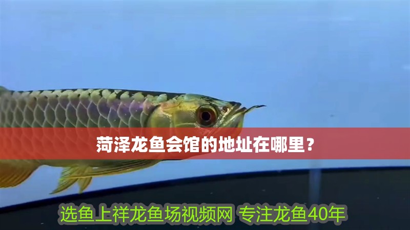 菏澤龍魚會館的地址在哪里？