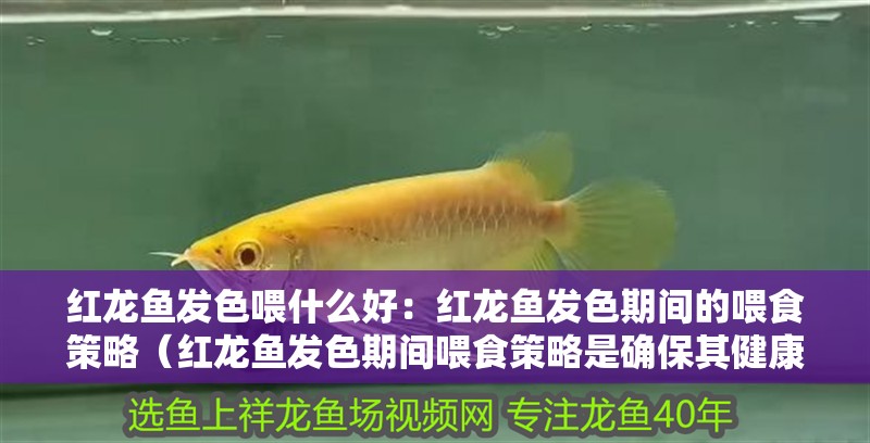 紅龍魚發色喂什么好：紅龍魚發色期間的喂食策略（紅龍魚發色期間喂食策略是確保其健康和美觀的關鍵）