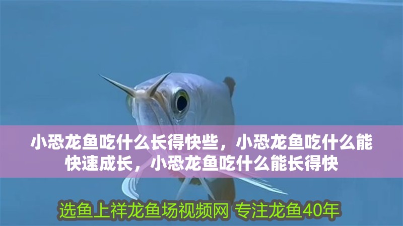 小恐龍魚吃什么長得快些，小恐龍魚吃什么能快速成長，小恐龍魚吃什么能長得快 小恐龍魚吃什么長得快些，小恐龍魚吃什么能快速成長，小恐龍魚吃什么能長得快 觀賞魚百科