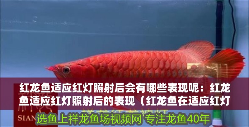 紅龍魚適應紅燈照射后會有哪些表現呢：紅龍魚適應紅燈照射后的表現（紅龍魚在適應紅燈照射后的表現）