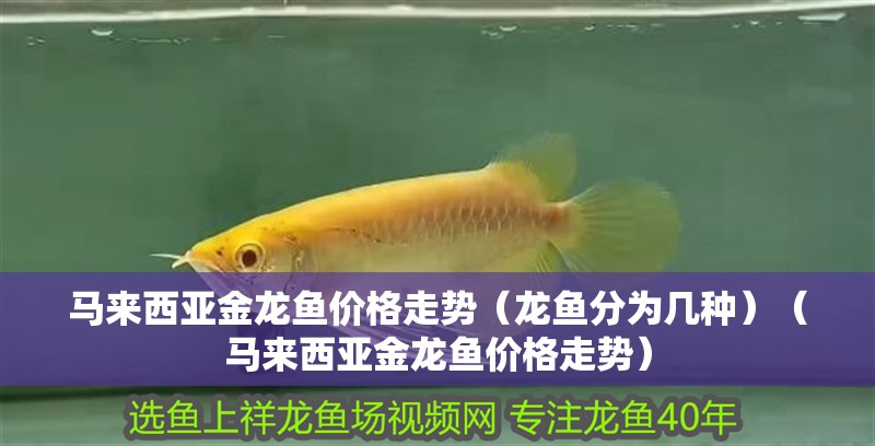 馬來西亞金龍魚價格走勢（龍魚分為幾種）（馬來西亞金龍魚價格走勢）