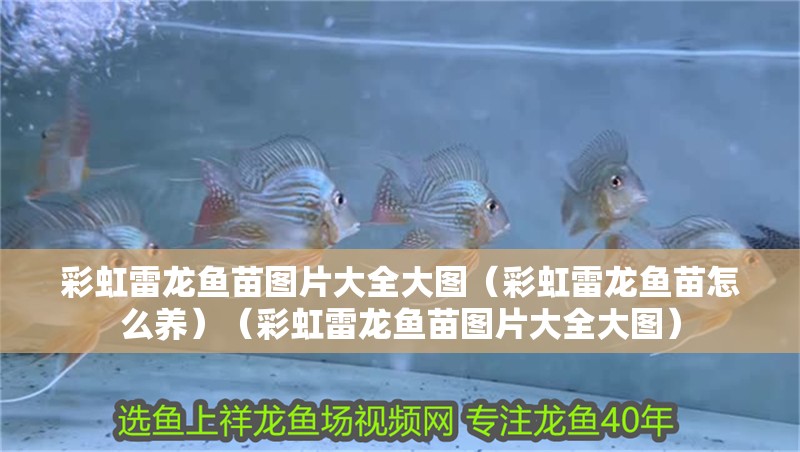 彩虹雷龍魚苗圖片大全大圖（彩虹雷龍魚苗怎么養）（彩虹雷龍魚苗圖片大全大圖）