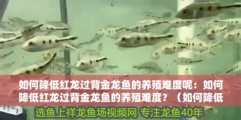 魚缸過濾器選購指南:自制魚缸過濾器魚缸上置過濾器對于養魚愛好者的必備知識 如何降低紅龍過背金龍魚的養殖難度呢:如何降低紅龍過背金龍魚的養殖難度?(如何降低紅龍和金龍魚養殖難度) 水族問答 如何降低紅龍過背金龍魚的養殖難度呢:如何降低紅龍過背金龍魚的養殖難度?(如何降低紅龍和金龍魚養殖難度) 如何降低紅龍過背金龍魚的養殖難度呢:如何降低紅龍過背金龍魚的養殖難度?(如何降低紅龍和金龍魚養殖難度) 水族問答