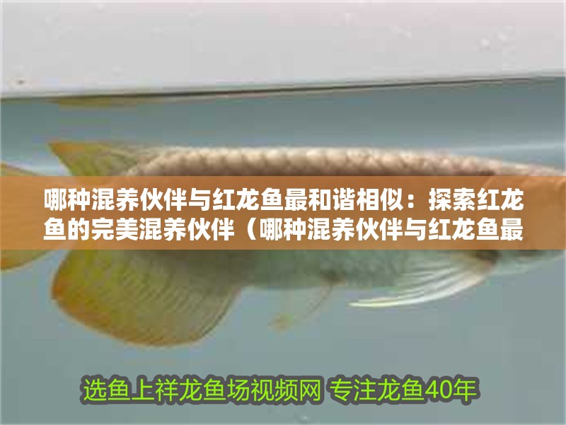 哪種混養伙伴與紅龍魚最和諧相似：探索紅龍魚的完美混養伙伴（哪種混養伙伴與紅龍魚最和諧呢？）