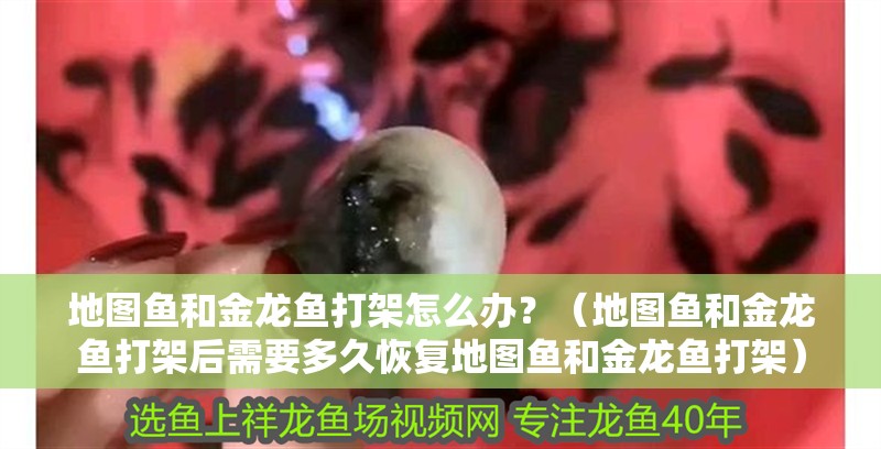 魚缸過濾器選購指南:自制魚缸過濾器魚缸上置過濾器對于養魚愛好者的必備知識 地圖魚和金龍魚打架怎么辦?(地圖魚和金龍魚打架后需要多久恢復地圖魚和金龍魚打架) 龍魚百科 地圖魚和金龍魚打架怎么辦?(地圖魚和金龍魚打架后需要多久恢復地圖魚和金龍魚打架) 地圖魚和金龍魚打架怎么辦?(地圖魚和金龍魚打架后需要多久恢復地圖魚和金龍魚打架) 龍魚百科