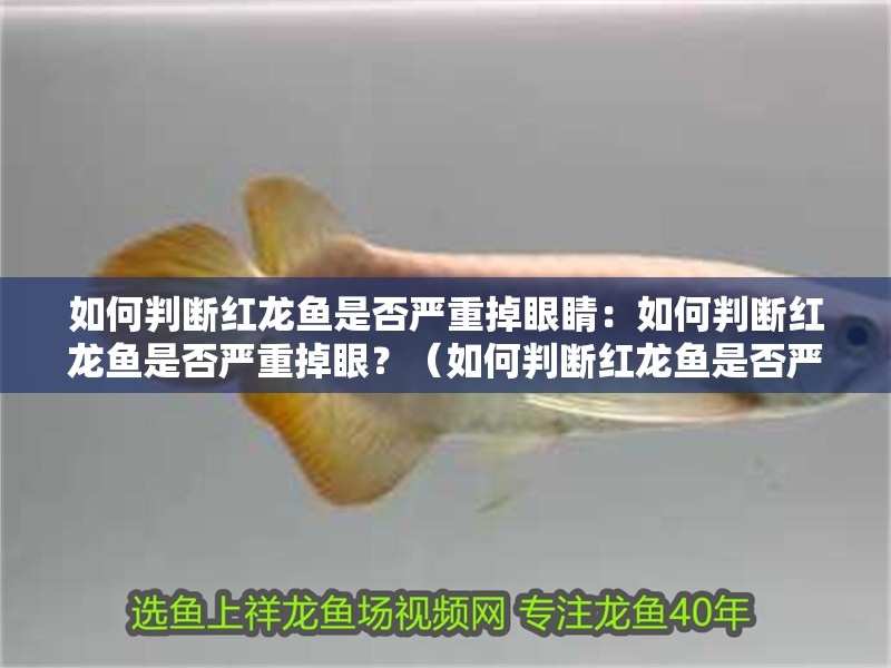 如何判斷紅龍魚是否嚴重掉眼睛：如何判斷紅龍魚是否嚴重掉眼？（如何判斷紅龍魚是否嚴重掉眼）