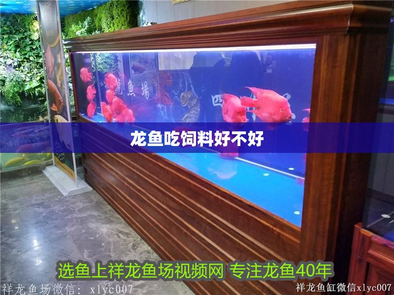 龍魚吃飼料好不好 龍魚百科 第2張 龍魚吃飼料好不好 龍魚吃飼料好不好 龍魚百科 第2張