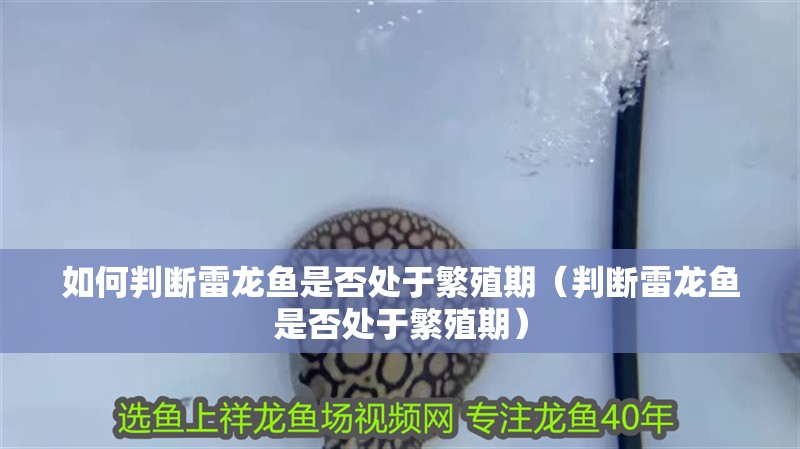 如何判斷雷龍魚是否處于繁殖期（判斷雷龍魚是否處于繁殖期）