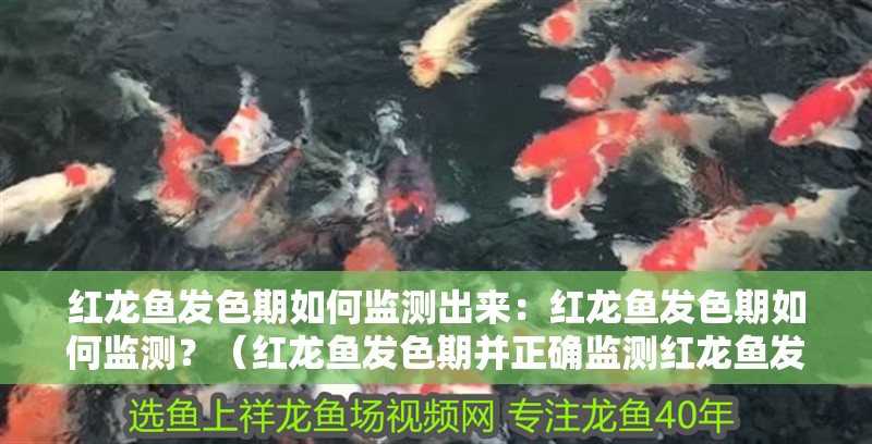 紅龍魚發色期如何監測出來：紅龍魚發色期如何監測？（紅龍魚發色期并正確監測紅龍魚發色期并正確監測方法）