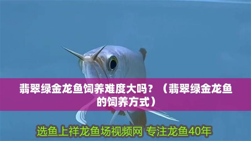 翡翠綠金龍魚飼養(yǎng)難度大嗎？（翡翠綠金龍魚的飼養(yǎng)方式） 翡翠綠金龍魚飼養(yǎng)難度大嗎？（翡翠綠金龍魚的飼養(yǎng)方式） 龍魚百科