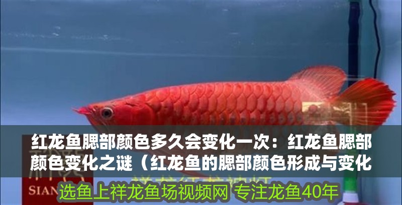 魚缸過濾器選購指南:自制魚缸過濾器魚缸上置過濾器對于養魚愛好者的必備知識 紅龍魚腮部顏色多久會變化一次:紅龍魚腮部顏色變化之謎(紅龍魚的腮部顏色形成與變化) 水族問答 紅龍魚腮部顏色多久會變化一次:紅龍魚腮部顏色變化之謎(紅龍魚的腮部顏色形成與變化) 紅龍魚腮部顏色多久會變化一次:紅龍魚腮部顏色變化之謎(紅龍魚的腮部顏色形成與變化) 水族問答