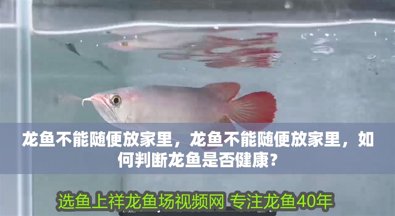 龍魚不能隨便放家里，龍魚不能隨便放家里，如何判斷龍魚是否健康？